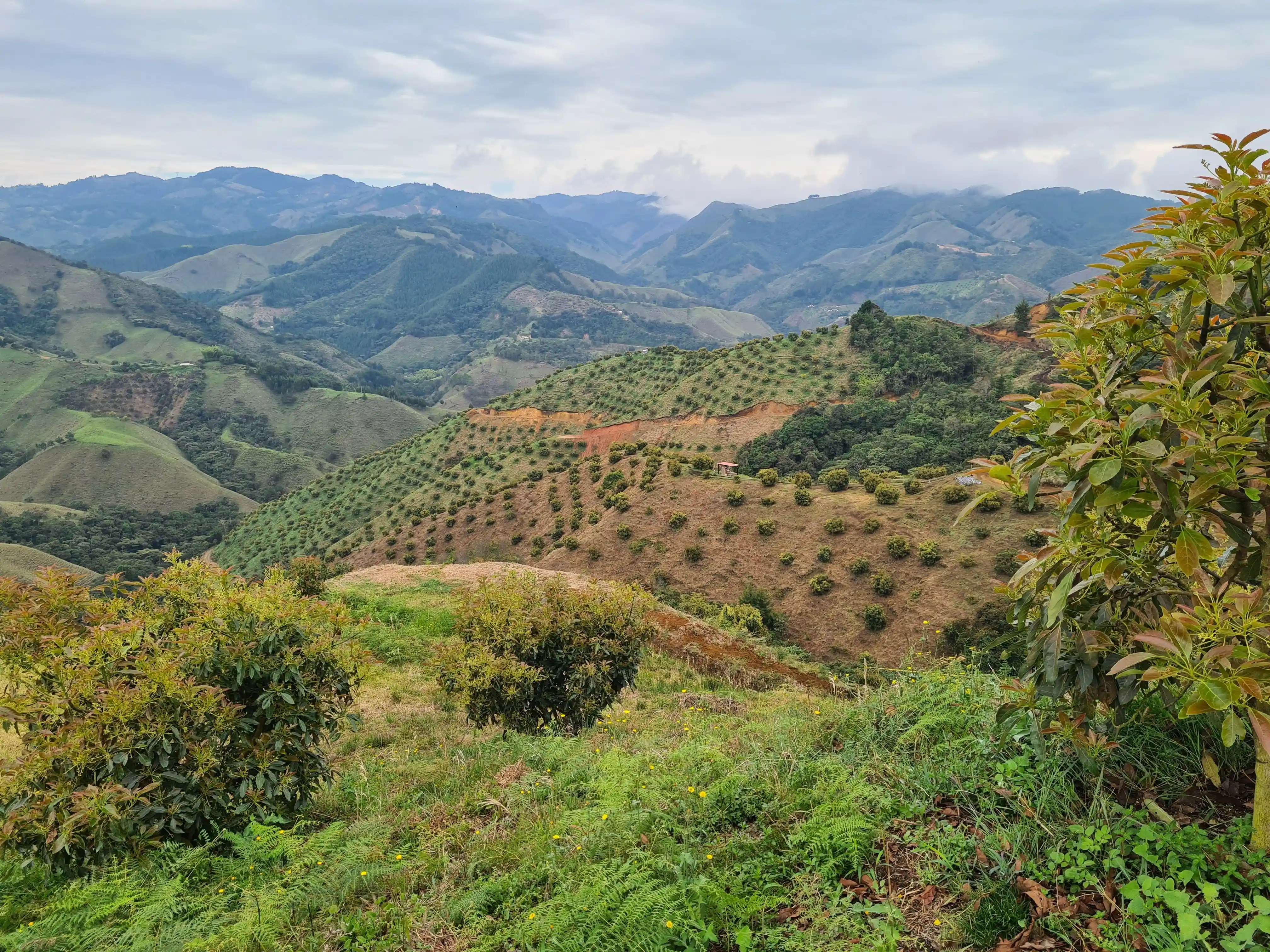 Vista 1 de Aguacatera Abejorral